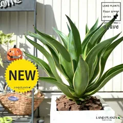 アガベ (ベネズエラ)  ホワイト キューブ型 陶器鉢（バークチップ） 鉢植え 鉢 白 白色 角 四角 大型 観葉植物 送料無料 
