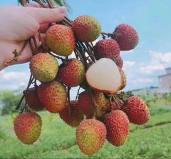 『6月3日入荷予定・数量限定』クール便❣️100円引きクーポン配布中❣️新鮮❣️生ライチ 4kg 種あり 厳選南国フルーツ フレッシュライチ 香りが強いみずみずしい生ライチ 新鮮ライチ 茘枝 トロピカルフルーツ 果物 家庭用 お中元 父の日 夏ギフトのサムネイル