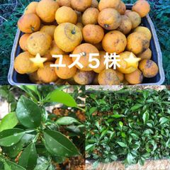 ⭐️⭐️柚子抜き苗5本⭐️⭐️本柚子の苗木　ゆず苗　ユズ苗