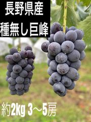 種無し巨峰 長野県産 約2kg 3〜5房 生産農家直送 贈答用 2023年9月3日より順次発送いたします。