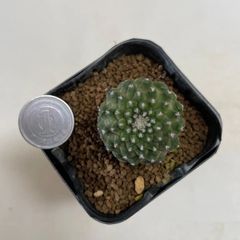 多肉植物　サボテン　コピアポアヒポガエア(レア)  抜き苗　根付き