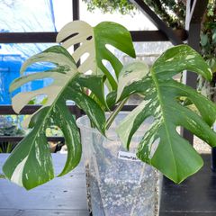 【極美斑入り】　モンステラ　ボルシギアナ　斑入り　ホワイトタイガー