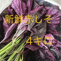農薬不使用栽培 ちりめん赤紫蘇葉っぱ4キロ - メルカリ