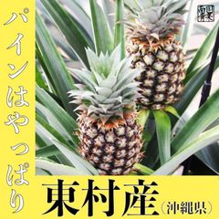 南国石垣島産 スナックパイン実生苗1株鑑賞しながら収穫を待つだけ♡ご