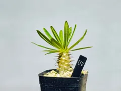 2025年最新】パキポディウム アンボンゲンセの人気アイテム