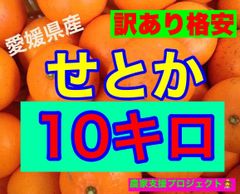 せとか10キロ  訳ありが混ざる可能性有り