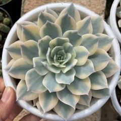 人気種！アエオニウム　メデューサ 楽天市場】農園直売 多肉植物 寄せ植え アエオニウム属