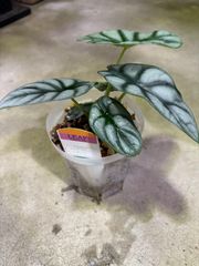 アロカシア・シルバードラゴン　４号　ネガミエル　観葉植物　インテリア　グリーン　オシャレ　葉脈　かっこいい　シック