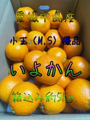 【蔵熟成】　いよかん　小玉　箱込み約5Kg.