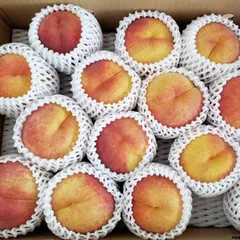 CocoRo♡farm 新鮮なワッサー10kg（2kg〜承ります） ワッサー（約2kg） | 高見澤プルーン園