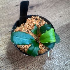 Bucephalandra sp. Gn.Puis (black) 親株・複数芽 - メルカリ Bucephalandra sp. Gn.Puis (black) 親株・複数芽 - メルカリ