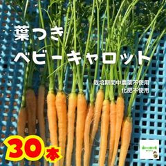 葉つきベビーキャロット（葉つきミニにんじん、葉付きミニ人参）　☆農薬や化学肥料は使用しておりません　　埼玉県産　３０本入り（※根は細いです）　※葉を折り曲げて配送いたします