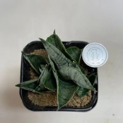 多肉植物　サンスベリア　ボンセレンシス　スーパードワーフ　抜き苗　根付き