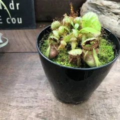 セファロタスエラーCephalotusfollicularis Error/GJ