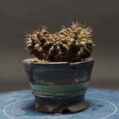 "Gymnocalycium" ギムノカリキウム 【T-REX】 管理2276