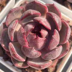 新入荷　多肉植物　エケベリア　ブルーベリー　5-6cm抜き苗　1株