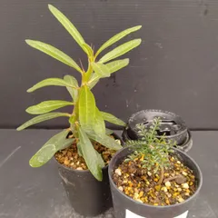 2025年9月10日輸入分 新鮮株②】オペルクリカリア パキプス ベアルート