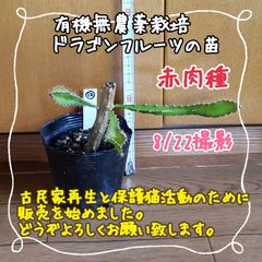 【新芽ぐんぐん！】無農薬栽培 ドラゴンフルーツ(赤)の苗 ⑫
