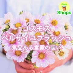 【お花の種】コスモス☆秋桜 ベルサイユフラッシュ  種子 約20粒！のサムネイル