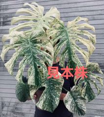 HANA PLANTS - メルカリShops