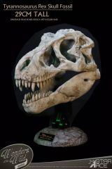 ✨お得なセット✨ ティラノサウルス トリケラトプス 化石 ジュラシック