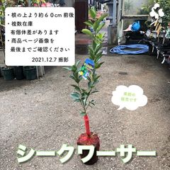 果樹・シークワーサー１本