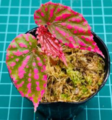 Begonia sp.Kanowit ベゴニア カノウィット❣️原種ベゴニア - メルカリ