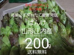 山形産　朝摘み天然ふきのとう　約200g　山菜　春野菜　ばんけ　ばっけ　蕗の薹