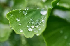 まゆとら様専用ページ