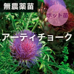 2024年最新】アーティチョーク 苗の人気アイテム - メルカリ