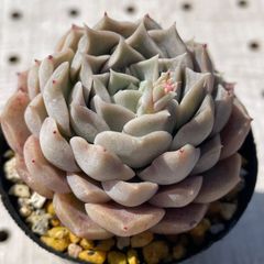 ヘレナhyb 多肉植物　エケベリア