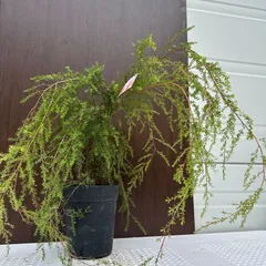 オージープランツ　希少品種　レプトスペルマム　バーチカルドロップ　特大 オージープランツ 希少品種 レプトスペルマム バーチカル