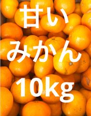 九州産早生みかん　大きめ　10kg