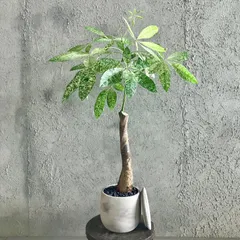 2025年最新】パキラ ミルキーウェイの人気アイテム - メルカリ