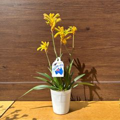 【レッド＆ゴールド】④ カンガルーポー ブッシュグロー アニゴザンサス 3号 苗 オージープランツ