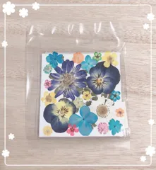 【押し花 素材】ブルー系押し花セット①