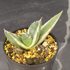J616【自社養生株】アガベチタノタ　南アフリカダイヤモンド（斑入り・発根株・鉢植え）【多肉植物】