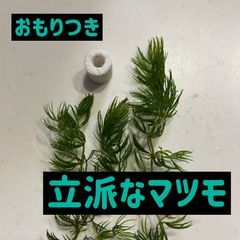 【無農薬】立派なマツモ3本　おもりつき