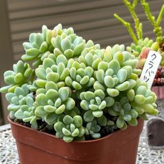 多肉植物 ☘️ クラバツム 超いっぱい 抜き苗