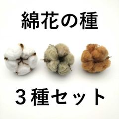 無農薬栽培　綿花　種　ラグラス バニーテール 種　セット