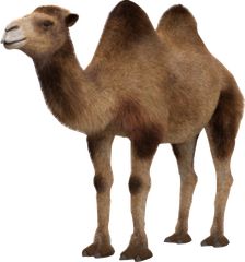 再入荷 サイザルバッグ かごバッグ 動物柄牛角キーリング付き 男女兼用