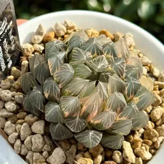 2025年最新】ブラックオブツーサ錦の人気アイテム - メルカリ