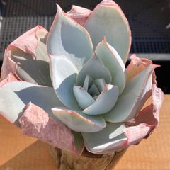 粉系 粉系