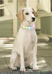 Sazuik 最新型 犬用光る首輪 発光首輪 usb充電式 装着簡単( 七彩,  1個 (x 1))