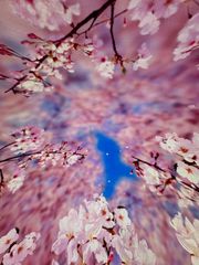 美品♡TOMORROWLAND　ネイビーハウンドトゥース コクーンジレ　24年製 ネイビーハウンドトゥース コクーンジレ | maison TOMORROWLAND/メゾン