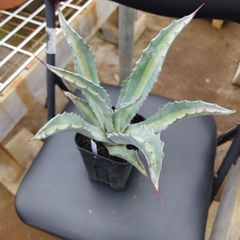 アガベ　アメリカーナ　エクスパンサパリーダ　29㌢　AGAVE