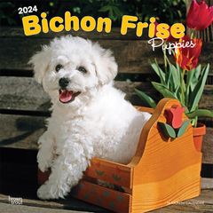 【輸入版】2024年 子犬のビション・フリーゼ カレンダー / ブラウントラウト 30.5 x 61 cm (Bichon Frise Puppies  Calendar)