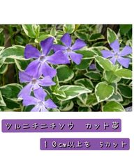 ツルニチニチソウ　挿し穂