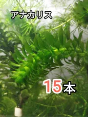 2026年最新】アナカリスの人気アイテム - メルカリ