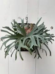 メルカリ便！P. willinckii ’Bacteria’ spore1705 P.willinckii 'Bacteria' / ビカクシダ バクテリア④ - メルカリ